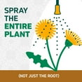 thumbnail image 9 of Spruce Snap & Spray Weed & Grass Killer Powered Starter Kit + EZ AIM, 74 oz, 9 of 9