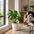 thumbnail image 5 of Costa Farms Live 10" Monstera in Decorative Pot, 5 of 6