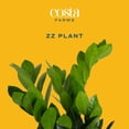 thumbnail image 3 of Costa Farms 10" ZZ Tropical Plant in Decorative Pot, 3 of 9