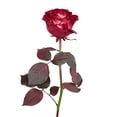 thumbnail image 4 of Member's Mark Farm Fresh Velvet Roses, choose color and stem count, 4 of 8