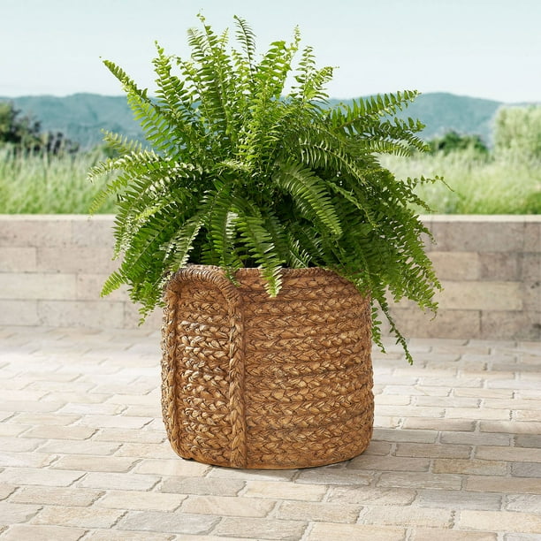 dracaena marginata indoor Buy Dracaena Marginata Plants Online