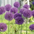 thumbnail image 3 of Member's Mark Allium Collection Dormant Bulbs, 42pk, 3 of 11
