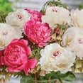 thumbnail image 3 of Member's Mark Peony and Nectaroscordum Dormant Bulbs, 22pk, 3 of 10