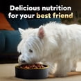 thumbnail image 9 of Cesar Filets in Gravy Wet Dog Food Steak and Poultry Variety Pack, 3.5 oz., 48 ct., 9 of 9