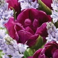 thumbnail image 4 of Member's Mark Incognito Blend Tulip and Scilla Dormant Bulbs, 35pk, 4 of 8