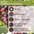 thumbnail image 7 of Member's Mark Grape Seedless Candice & Concord, 2pk, 7 of 10