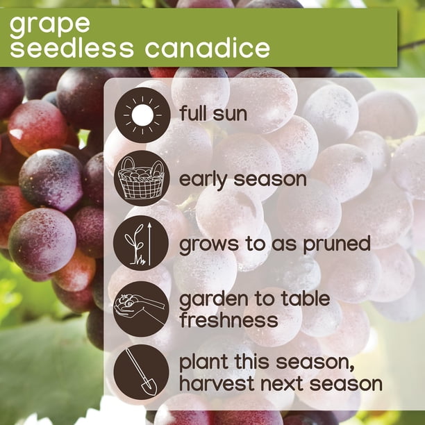 Member's Mark Grape Seedless Candice & Concord, 2pk - Samsclub.com