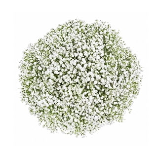 Member's Mark White Gypsophila, choose stem count