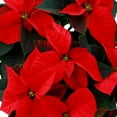 thumbnail image 2 of Live 10" Red Poinsettia Plant in Decorative Pot, 2 of 5