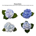 thumbnail image 7 of Member's Mark Hydrangeas, choose color and stem count, 7 of 7