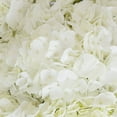 thumbnail image 3 of Member's Mark Premium Hydrangea, White, 30 stems, 3 of 6