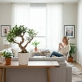 thumbnail image 4 of Costa Farms Jumbo Bonsai Plant in Decorative Pot, 4 of 7