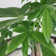thumbnail image 2 of Live 5" Money Tree in White Ceramic Pot, 2 of 5
