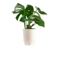 thumbnail image 1 of Costa Farms 10" Tropical Foliage Plant in Self-Watering Pot, 1 of 9