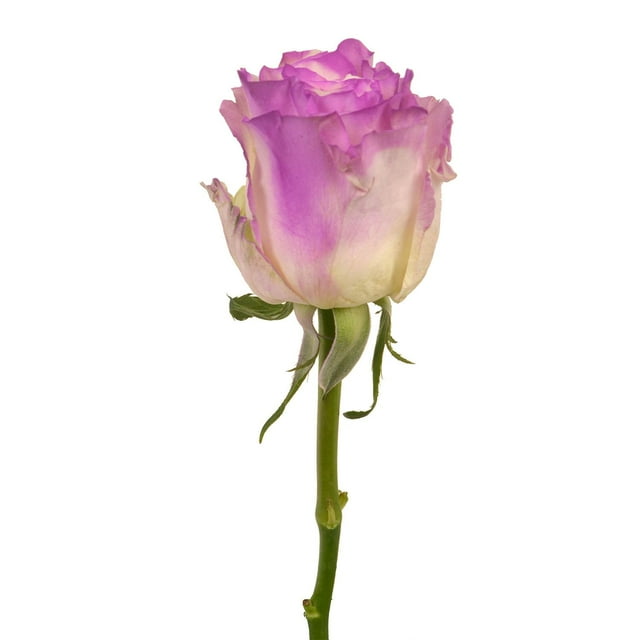 Member's Mark Illusion Roses, 96 stems, Choose color variety