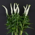 thumbnail image 3 of Member's Mark Veronica Flower, 100 stems, choose color, 3 of 4
