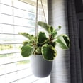 thumbnail image 3 of 5" Premium Foliage Hanging Pot, 3 of 5
