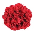 thumbnail image 1 of Member's Mark Gerbera Daisies, choose color and stem count, 1 of 8