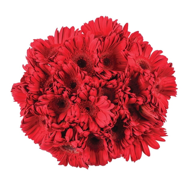 Member's Mark Gerbera Daisies, choose color and stem count