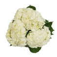thumbnail image 5 of Member's Mark Novelty Hydrangeas, color and variety may vary, 5 of 5