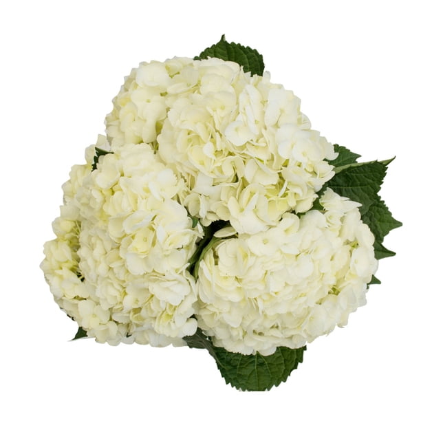 Member's Mark Novelty Hydrangeas, color and variety may vary