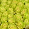 thumbnail image 5 of Member's Mark Illusion Roses, 96 stems, Choose color variety, 5 of 7