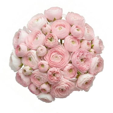 Ranunculus, 60 stems, choose color