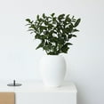 thumbnail image 5 of Member's Mark Israeli Ruscus 200 stems, 5 of 6