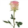 thumbnail image 4 of Member's Mark Ecuadorian Premium Roses, choose color variety and stem count, 4 of 9