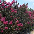 thumbnail image 1 of Plum Magic Crape Myrtle, 1 of 1