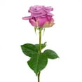 thumbnail image 4 of Member's Mark Ecuadorian Premium Roses, choose color variety and stem count, 4 of 8