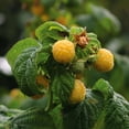 thumbnail image 5 of Member's Mark Raspberry Fall Gold & Purple Royalty, 2pk, 5 of 10