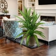 thumbnail image 4 of Faux 5' Deluxe Dracaena Floor Plant in Brown Tuscany Pottery Pot, 4 of 5