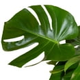 thumbnail image 3 of Costa Farms 10" Tropical Foliage Plant in Decorative Pot, 3 of 9