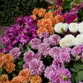 thumbnail image 3 of Member's Mark Balcony Dahlia Mardi Gras Blend Dormant Bulbs, 8pk, 3 of 9