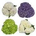 thumbnail image 1 of Member's Mark Novelty Hydrangeas, color and variety may vary, 1 of 5