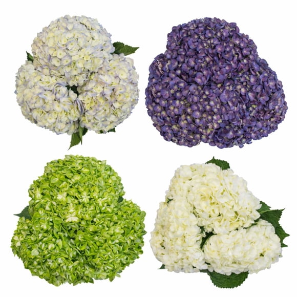Member's Mark Novelty Hydrangeas, color and variety may vary