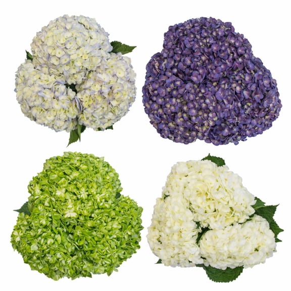 Member's Mark Novelty Hydrangeas, color and variety may vary