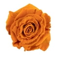 thumbnail image 1 of Member's Mark Farm Fresh Velvet Roses, choose color and stem count, 1 of 9