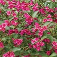 thumbnail image 3 of Member's Mark Buddleia & Weigela Butterfly Bush Blue & Weigela Deep Pink Dormant Bulbs, 2pk, 3 of 9