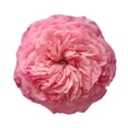 thumbnail image 2 of Member's Mark Garden Roses, 36 stems, Choose color variety, 2 of 6