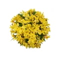 thumbnail image 5 of Member's Mark Alstroemeria, 10 stems, color and variety may vary, 5 of 7