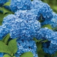 thumbnail image 3 of Hydrangea or Lilac Shrubs 2 pk., 3 of 15