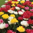 thumbnail image 5 of Member's Mark Tulip Double Early Blend Dormant Bulbs, 30pk, 5 of 10