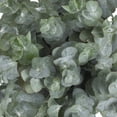 thumbnail image 3 of Member's Mark Baby Blue Eucalyptus 200 stems, 3 of 5