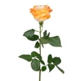 thumbnail image 3 of Member's Mark Illusion Roses, choose color and stem count:- 50, Orange, 3 of 8