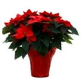 thumbnail image 1 of Live 10" Red Poinsettia Plant in Decorative Pot, 1 of 5