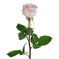 thumbnail image 3 of Member's Mark Ecuadorian Premium Roses, choose color variety and stem count, 3 of 6