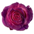thumbnail image 1 of Member's Mark Farm Fresh Velvet Roses, choose color and stem count, 1 of 9