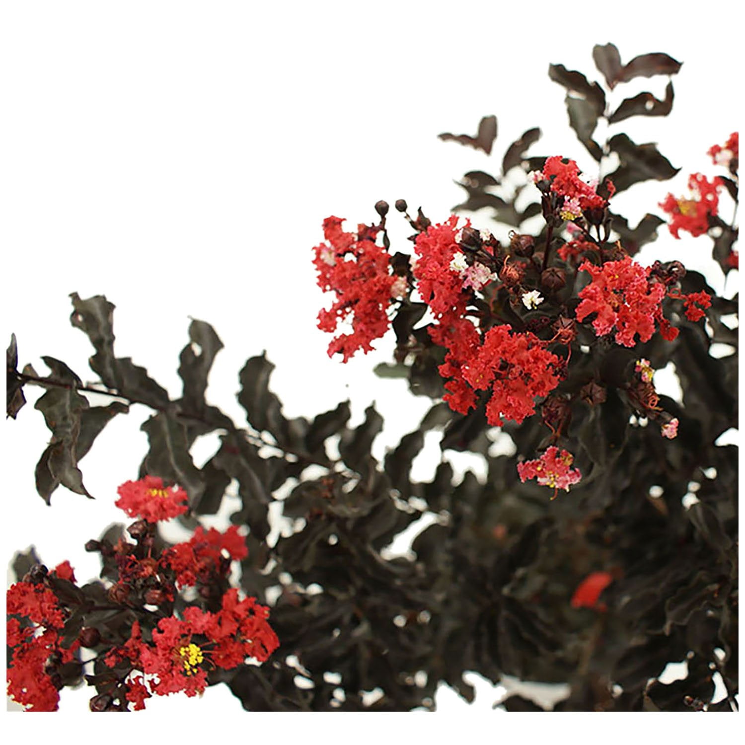 Red Hot Black Diamond Crape Myrtle